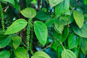 Black Pepper from Sri Lanka